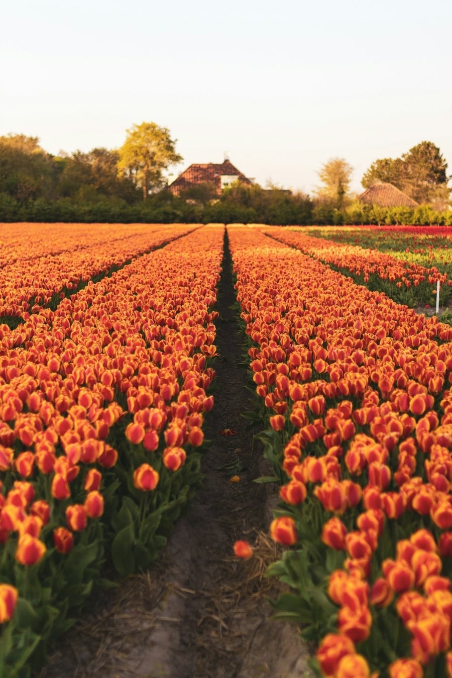 I campi di tulipani — Righe infinite di colore appena fuori città, da metà marzo a metà maggio