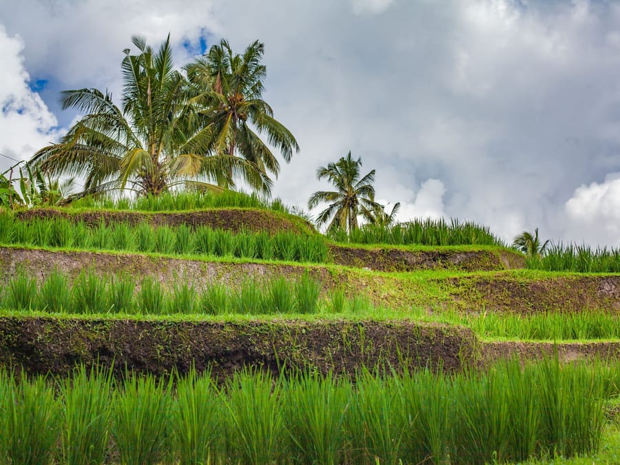 Le risaie di Jatiluwih — Terrazze irrigate da mille anni dallo stesso sistema