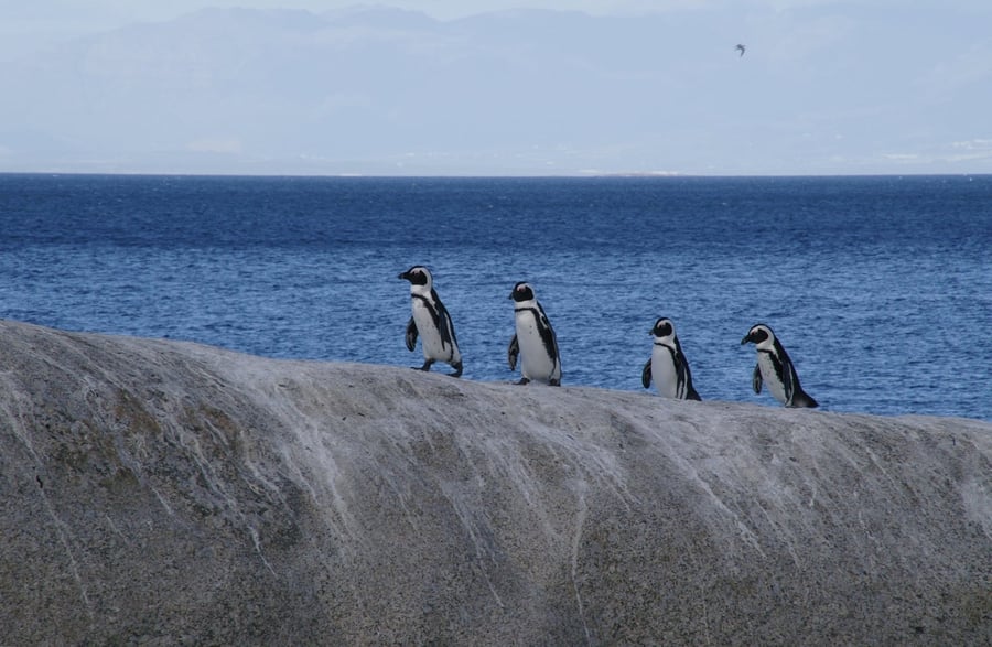 Boulders Beach — Pinguini africani che nidificano tra i massi di granito e la sabbia bianca