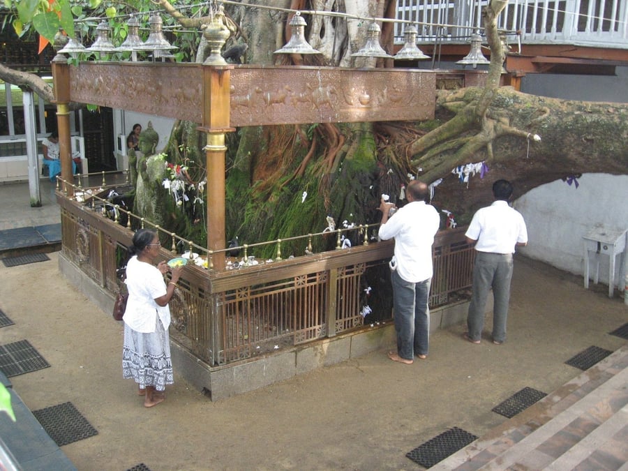 Tempio Gangaramaya — L'albero sacro nel cuore del tempio buddista più eclettico di Colombo
