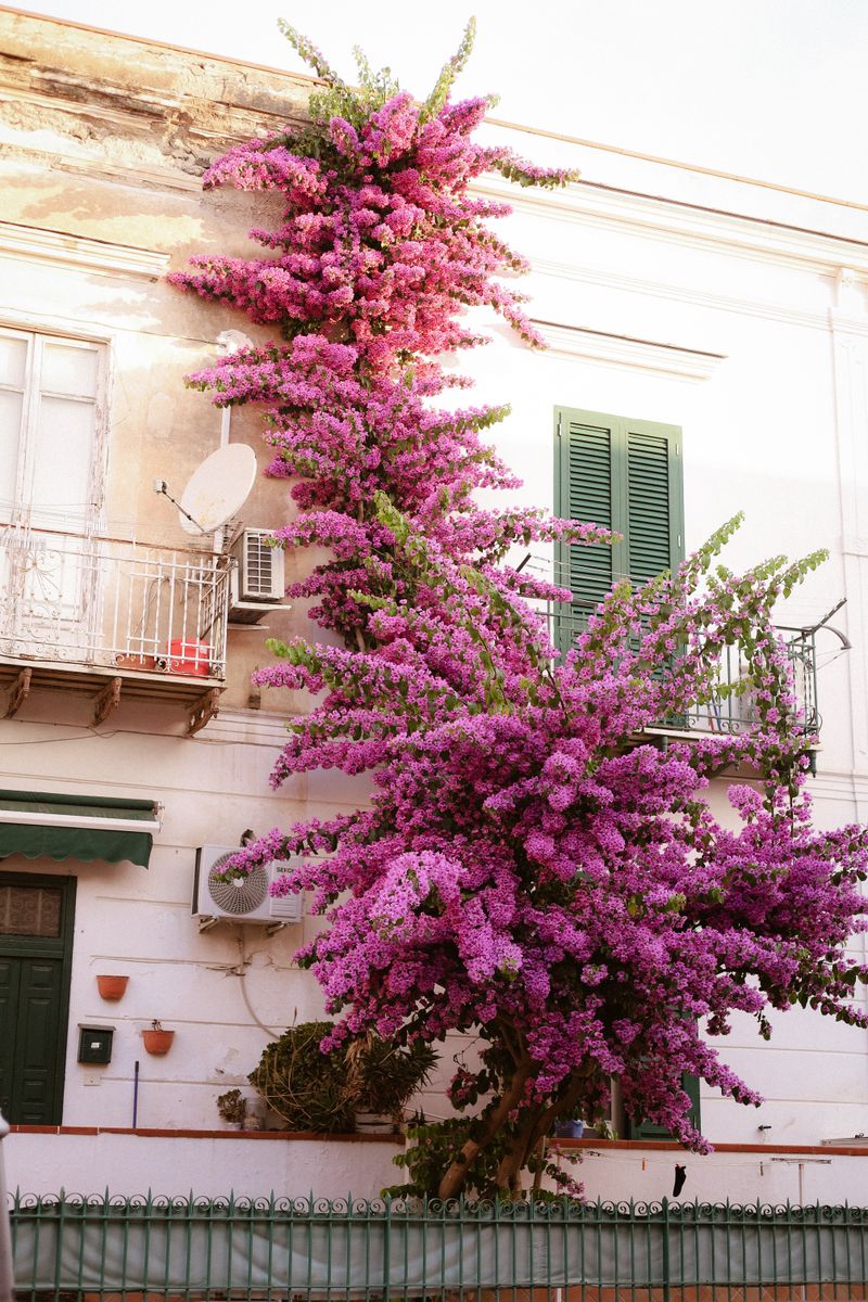 The house in flower — A bougainvillea that takes over the whole facade