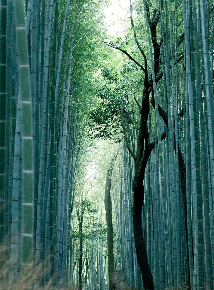 Bosco di bambù di Arashiyama — Canne altissime che filtrano la luce