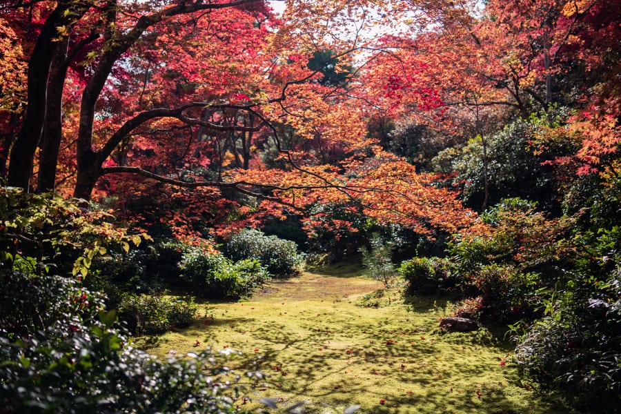 Il foliage d'autunno — Aceri rosso fuoco tra novembre e i primi di dicembre