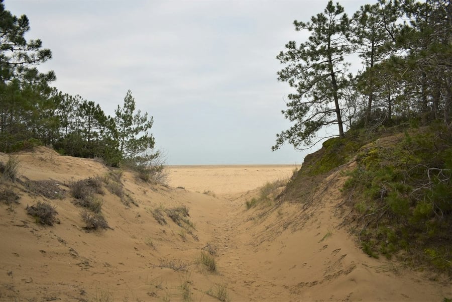 La spiaggia dorata — Un sentiero tra le dune pinete che si apre sugli otto chilometri di sabbia fine