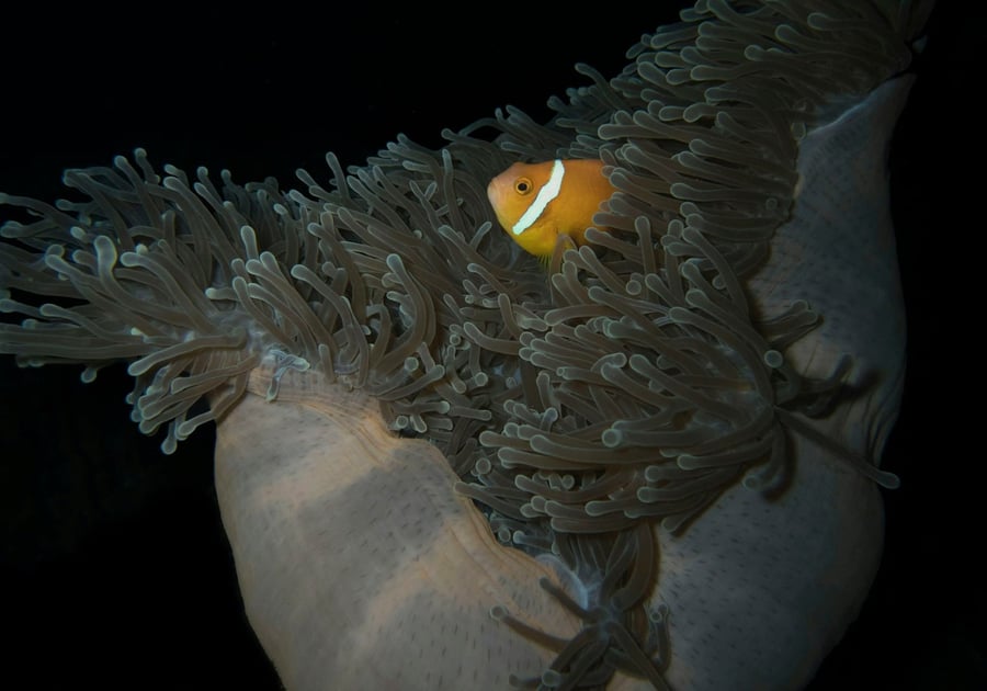 Il pesce pagliaccio — Nascosto tra i tentacoli di un anemone