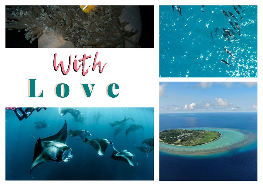 With Love dalle Maldive — Il pesce pagliaccio, Delfini al largo, L'atollo di Kaafu e Mante nella corrente