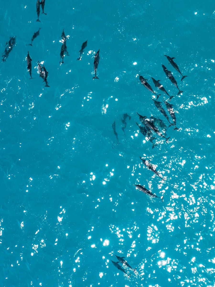 Delfini al largo — Visti dall'alto, tra i riflessi del sole sull'acqua