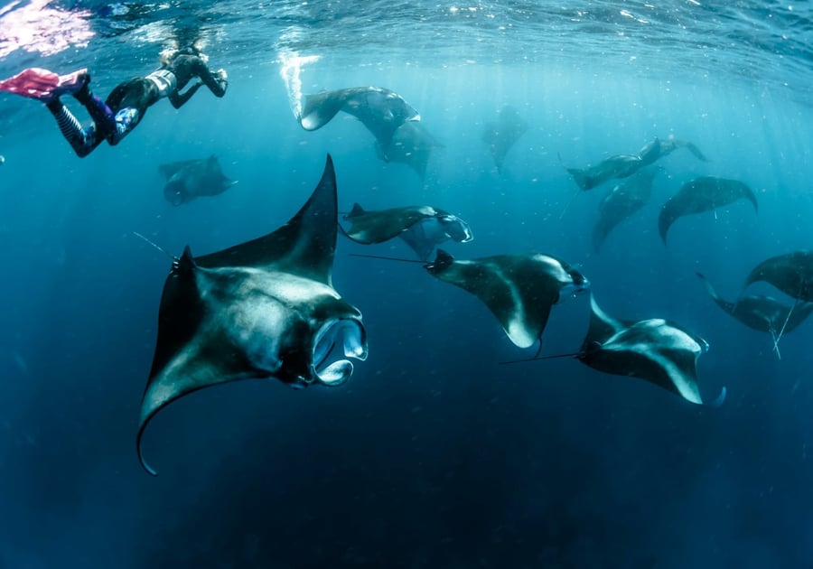 Mante nella corrente — Un'intera squadriglia in immersione libera