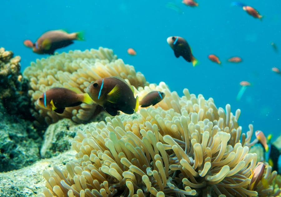 La barriera corallina — Centinaia di specie in pochi metri quadrati