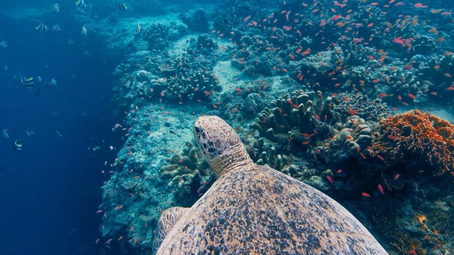 Una tartaruga marina — Ospite fissa delle barriere coralline maldiviane