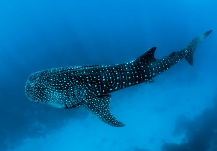 Lo squalo balena — Il pesce più grande dell'oceano, innocuo per l'uomo