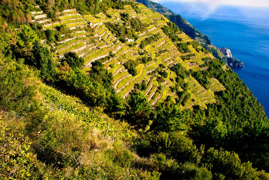 I vigneti terrazzati — Filari a picco sul mare per lo Sciacchetrà