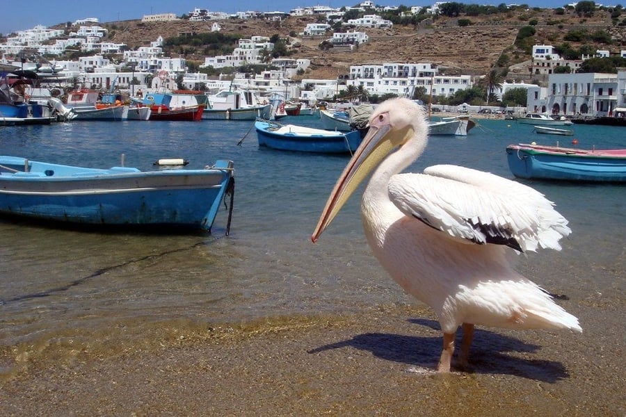 Il porto e i pellicani — Petros il pellicano, mascotte storica di Chora