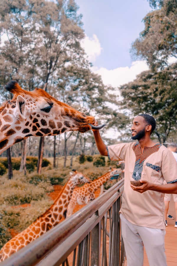 Giraffe Centre — Dar da mangiare a pochi centimetri dal muso a una giraffa Rothschild in via d'estinzione