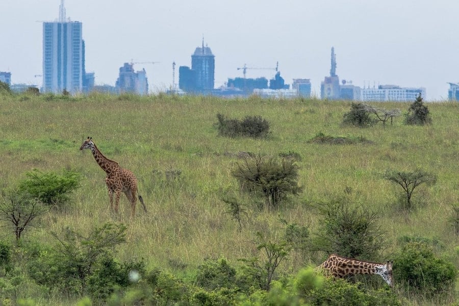 Giraffe con lo skyline sullo sfondo — L'unico parco nazionale al mondo confinante con i grattacieli di una capitale