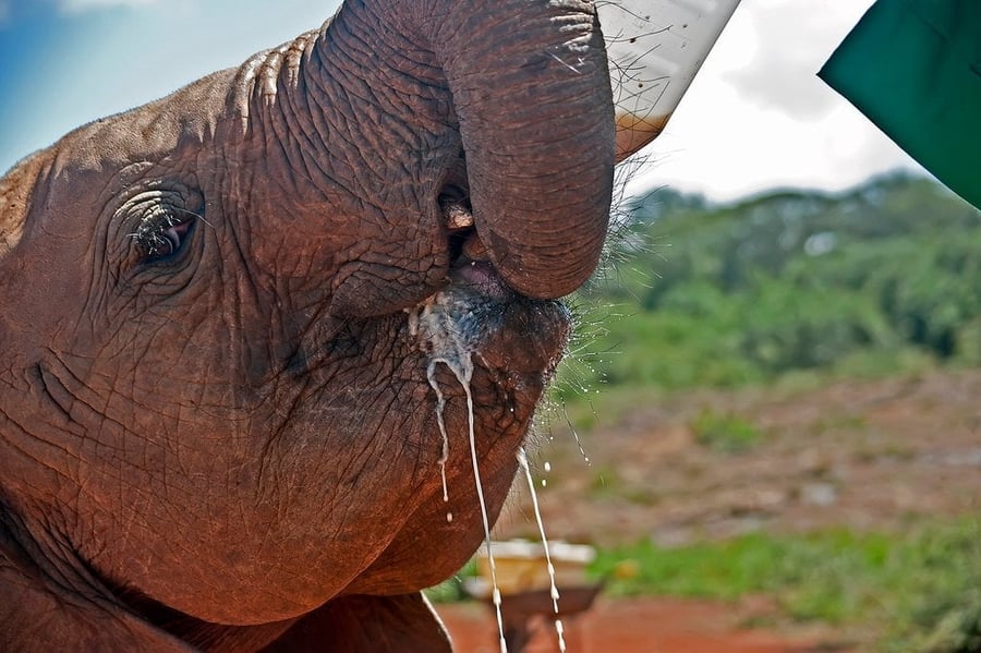 Elefantini del David Sheldrick Wildlife Trust — Cuccioli di elefante orfani allattati col biberon prima di tornare selvatici