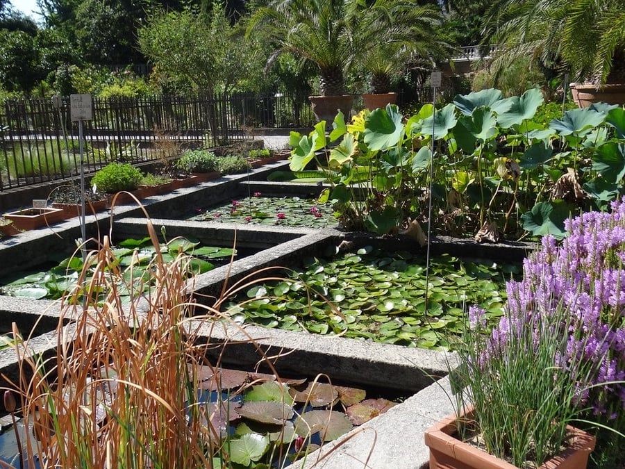 Orto Botanico di Padova — Il giardino universitario più antico del mondo ancora nella sua sede originale