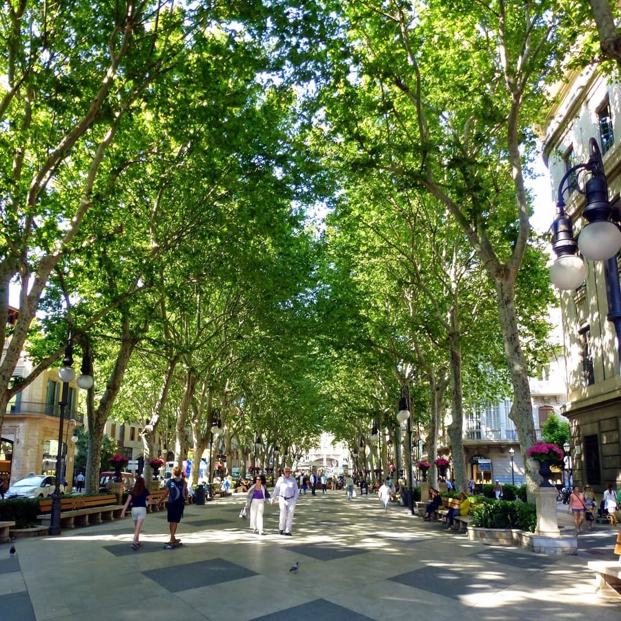 Il Passeig del Born — Il viale alberato del passeggio maiorchino