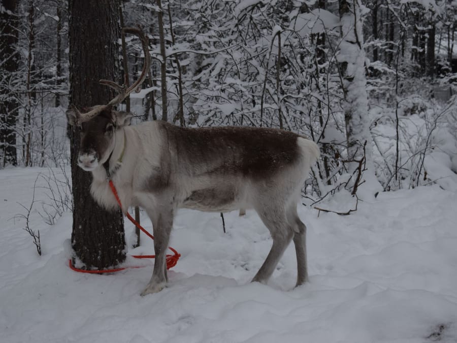 Una renna nella neve — In Lapponia ce ne sono più che persone