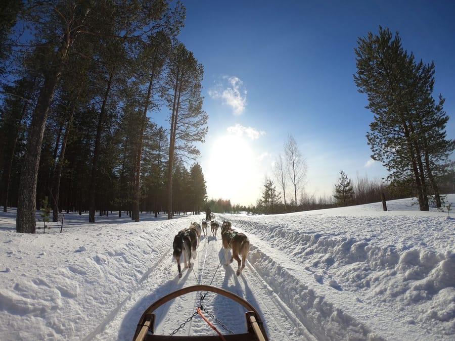 La slitta trainata dai cani — Gli husky che attraversano la foresta d'inverno