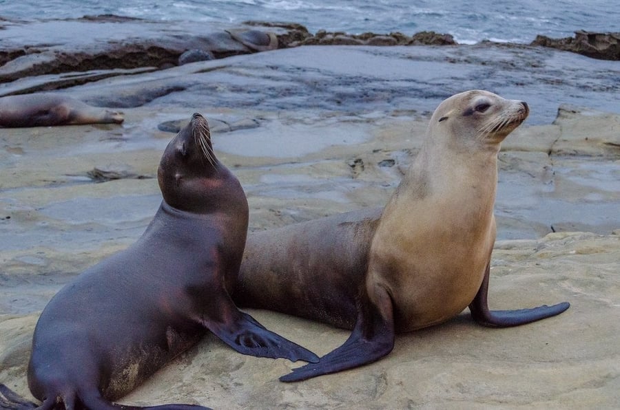 La Jolla Cove — La piccola baia colonizzata da foche e leoni marini