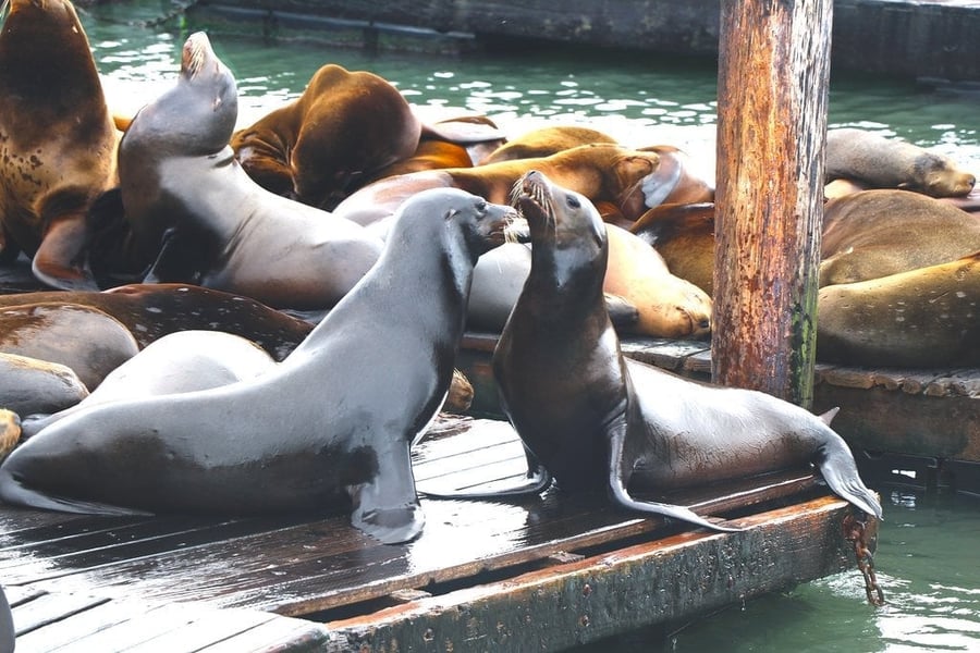 Leoni marini di Pier 39 — Centinaia di leoni marini che hanno occupato il molo da soli