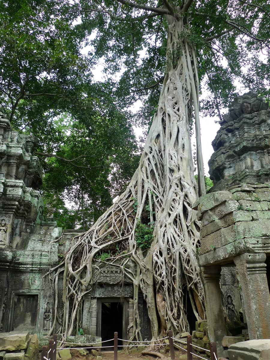 Ta Prohm — Il tempio che la giungla non ha mai lasciato andare
