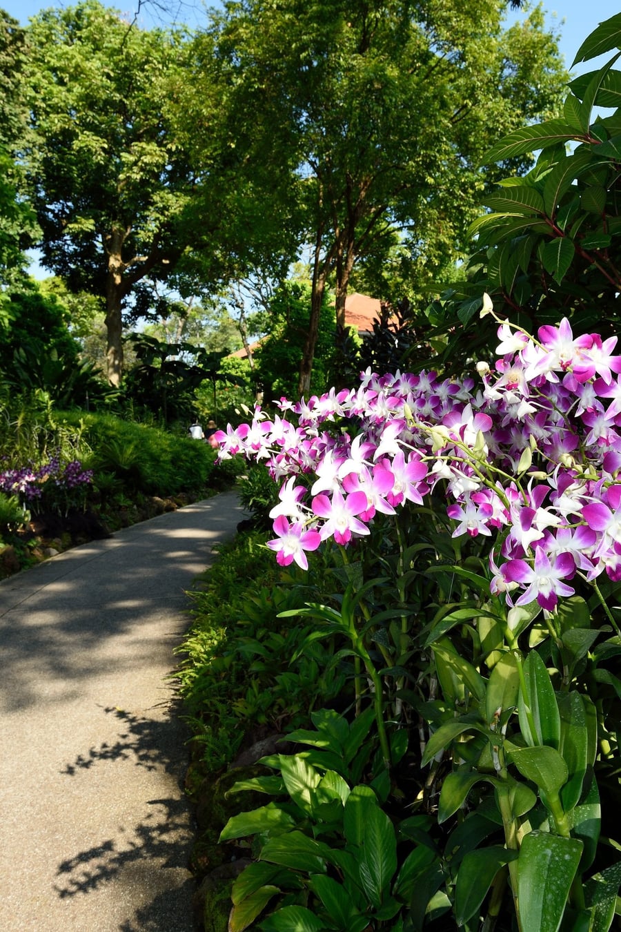 Singapore Botanic Gardens — Un secolo e mezzo di orchidee e alberi secolari