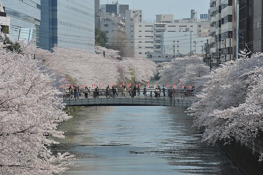 Il canale di Meguro in fiore — Un tunnel di ciliegi in fiore sopra l'acqua, lanterne accese la sera