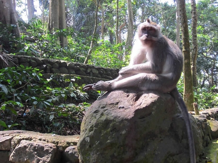 Sacred Monkey Forest Sanctuary — Una foresta sacra abitata da centinaia di macachi