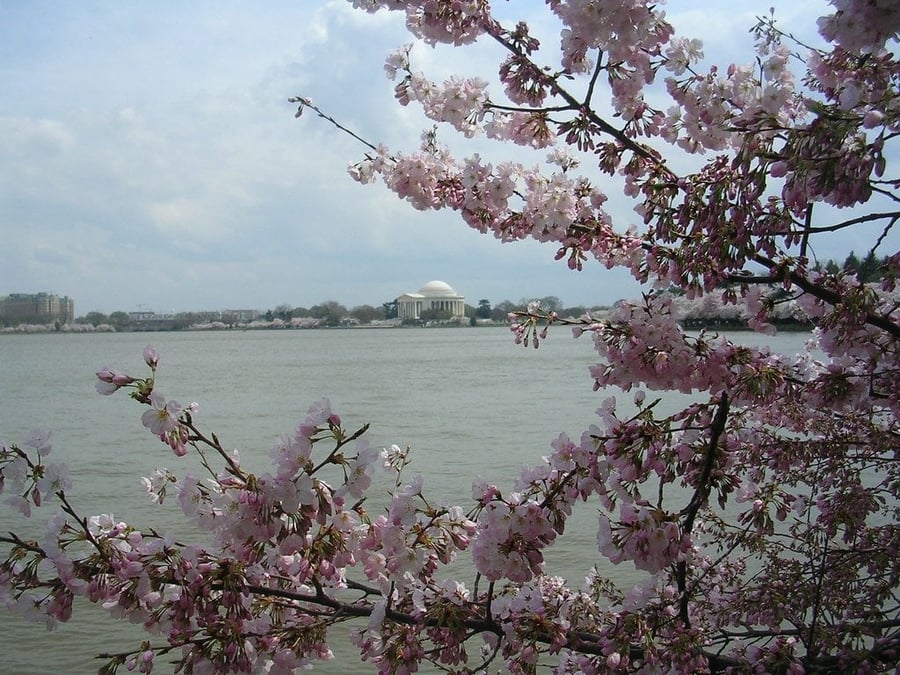 Il Jefferson Memorial — La cupola neoclassica tra i ciliegi in fiore del Tidal Basin