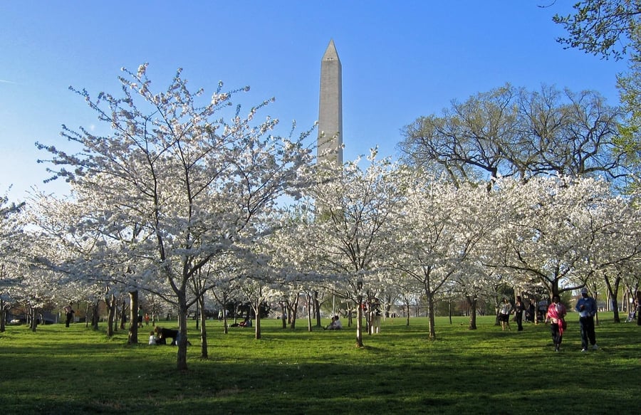 I ciliegi del Tidal Basin — Un dono giapponese del 1912 che ogni primavera incornicia l'obelisco