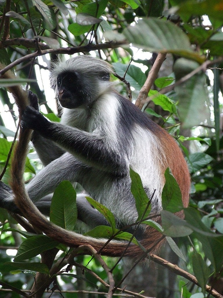 Jozani red colobus — A monkey that exists only on this island and nowhere else in the world