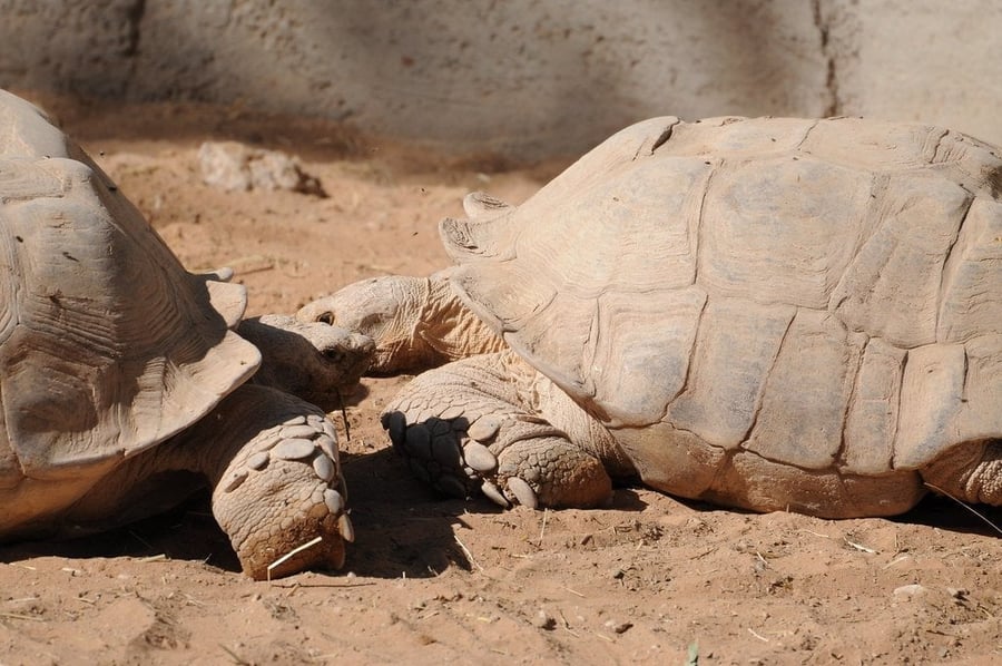 Prison Island tortoises — Century-old giants brought from the Seychelles to an island that was a prison never used