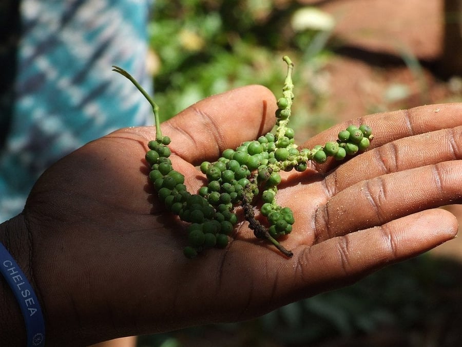 Spice farm — Cloves, cinnamon and vanilla that gave the Spice Island its name